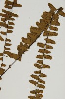 生芽鐵角蕨藏品圖，第3張