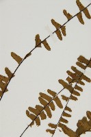 生芽鐵角蕨藏品圖，第4張