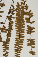 生芽鐵角蕨藏品圖，第5張