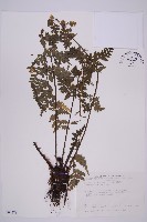 大鐵角蕨藏品圖，第1張