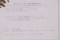 大鐵角蕨藏品圖，第2張