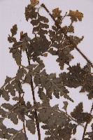 大鐵角蕨藏品圖，第3張