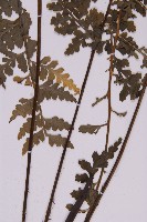 大鐵角蕨藏品圖，第4張