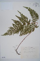 碗蕨藏品圖，第1張