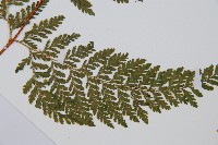 碗蕨藏品圖，第3張