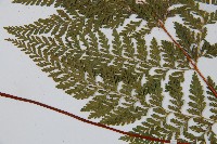 碗蕨藏品圖，第4張