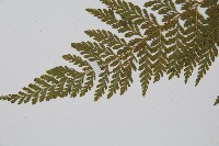 碗蕨藏品圖，第5張