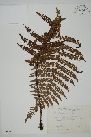 頂囊肋毛蕨藏品圖，第1張