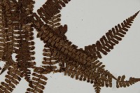 頂囊肋毛蕨藏品圖，第3張