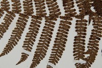 頂囊肋毛蕨藏品圖，第4張