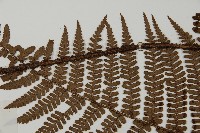 頂囊肋毛蕨藏品圖，第5張