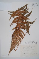 鐮葉耳蕨藏品圖，第1張