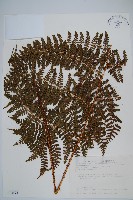 柄囊蕨藏品圖，第1張