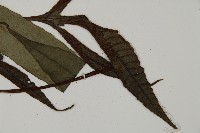 沙皮蕨藏品圖，第3張