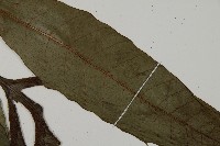 沙皮蕨藏品圖，第4張