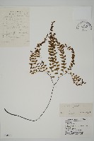 掌葉鐵線蕨藏品圖，第1張