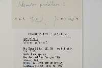 掌葉鐵線蕨藏品圖，第2張