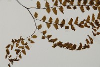 掌葉鐵線蕨藏品圖，第3張