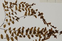 掌葉鐵線蕨藏品圖，第4張