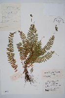 岩蕨藏品圖，第1張