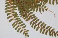 岩蕨藏品圖，第3張