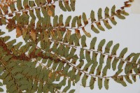 岩蕨藏品圖，第4張