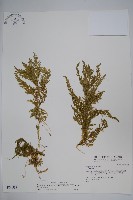 全緣卷柏藏品圖，第1張