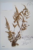 光囊紫柄蕨藏品圖，第1張