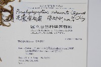 光囊紫柄蕨藏品圖，第2張