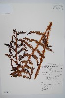 尖葉耳蕨藏品圖，第1張