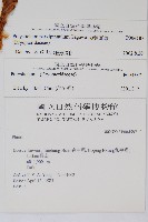 尖葉耳蕨藏品圖，第2張