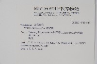 書帶蕨藏品圖，第2張