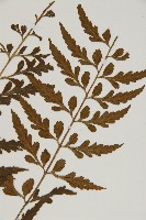 裂葉鐵角蕨藏品圖，第3張