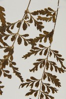 裂葉鐵角蕨藏品圖，第5張