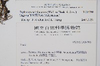 單葉雙蓋蕨藏品圖，第2張