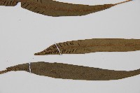 單葉雙蓋蕨藏品圖，第4張