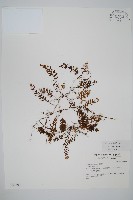 厚壁蕨藏品圖，第1張