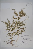 全緣卷柏藏品圖，第1張