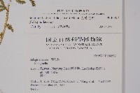 全緣卷柏藏品圖，第2張