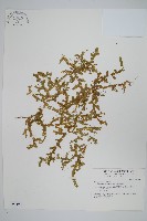 小笠原卷柏藏品圖，第1張