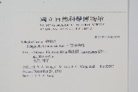 小笠原卷柏藏品圖，第2張