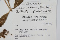 大線蕨藏品圖，第2張