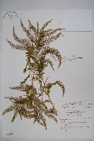 全緣卷柏藏品圖，第1張