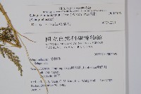 全緣卷柏藏品圖，第2張