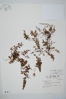 瓶蕨藏品圖，第1張