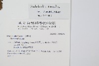 瓶蕨藏品圖，第2張