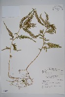 全緣卷柏藏品圖，第1張