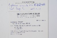 蘭嶼鐵角蕨藏品圖，第2張