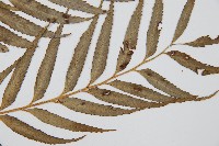 蘭嶼鐵角蕨藏品圖，第3張