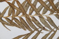 蘭嶼鐵角蕨藏品圖，第4張